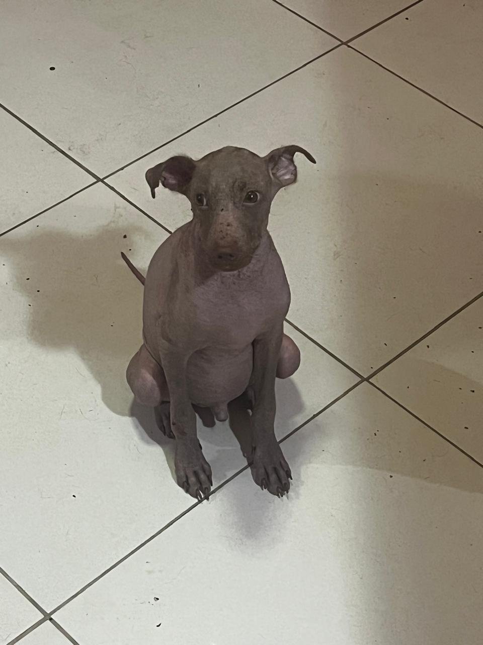 Cachorro depois do cuidado